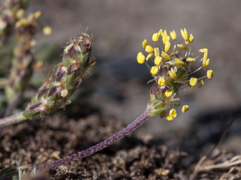 Plantago holosteum.08