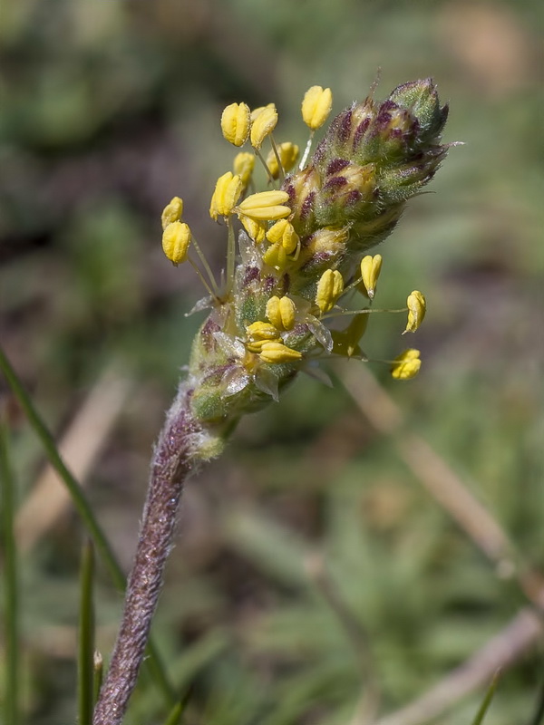 Plantago holosteum.09