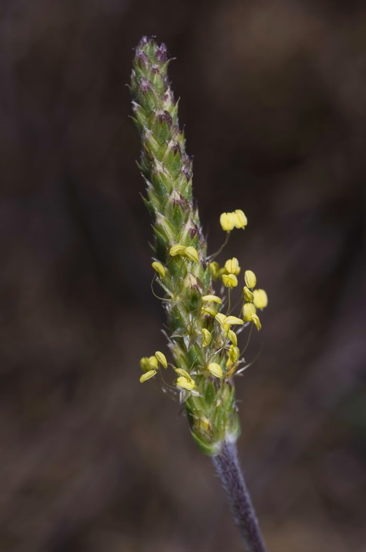 Plantago holosteum.12