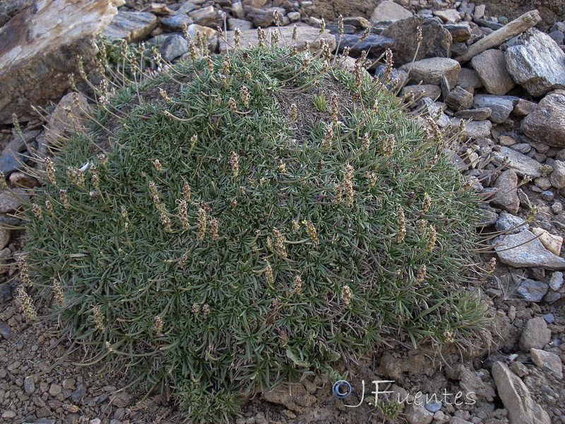 Plantago holosteum.17