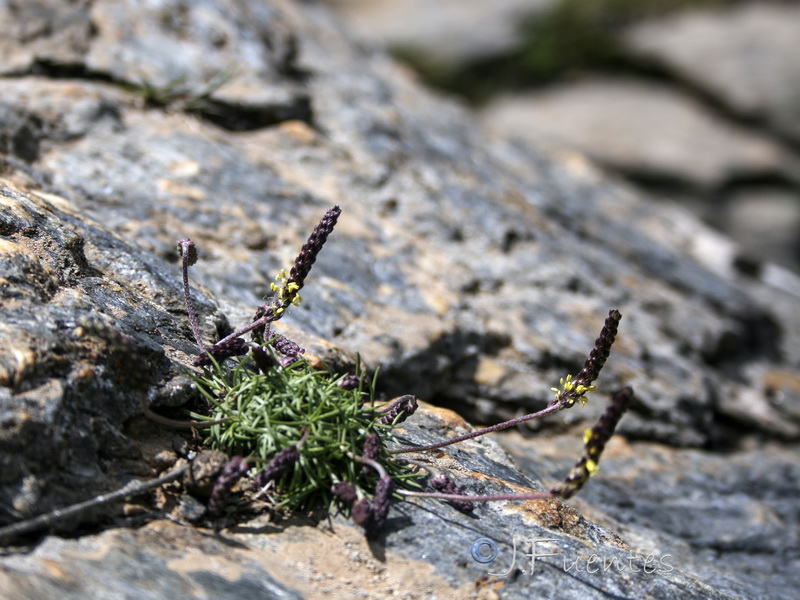 Plantago holosteum.18