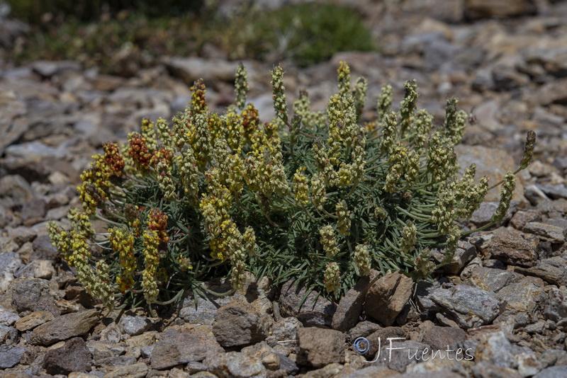 Plantago holosteum.20