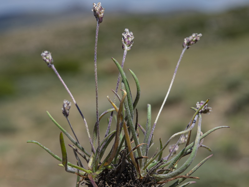 Plantago holosteum.24