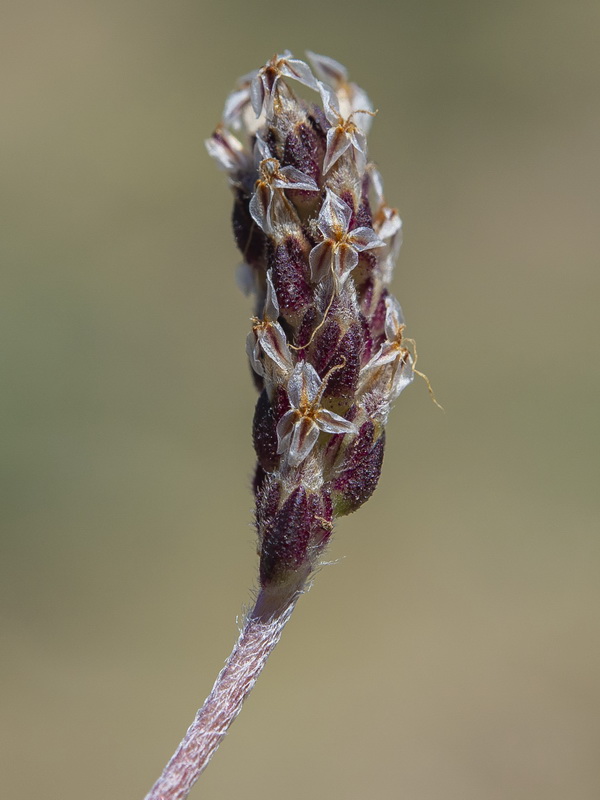 Plantago holosteum.26
