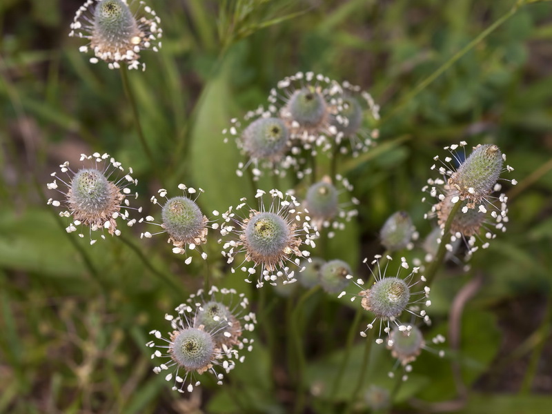 Plantago lagopus.06