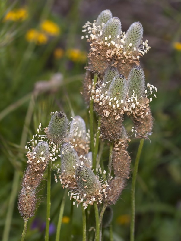 Plantago lagopus.07