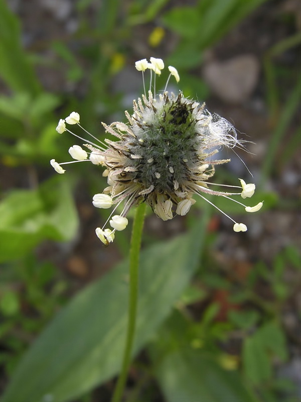 Plantago lagopus.09