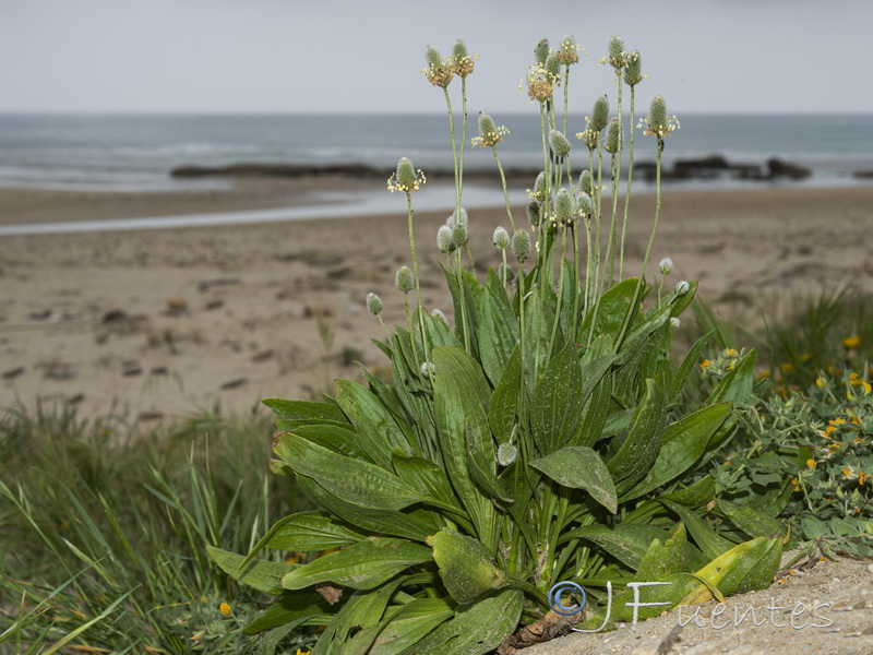 Plantago lagopus.01