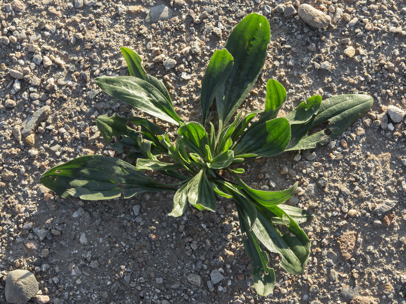 Plantago lagopus.17
