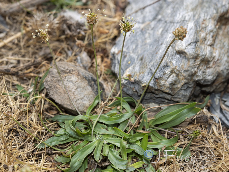 Plantago lanceolata.01