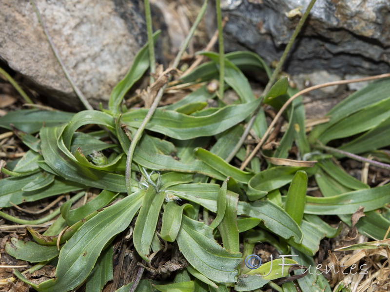 Plantago lanceolata.02
