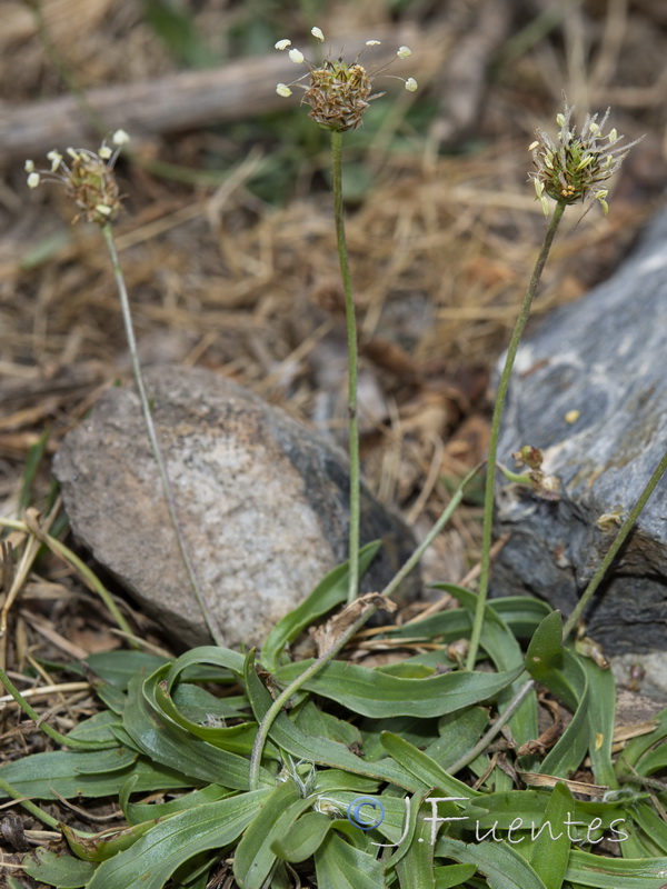 Plantago lanceolata.03