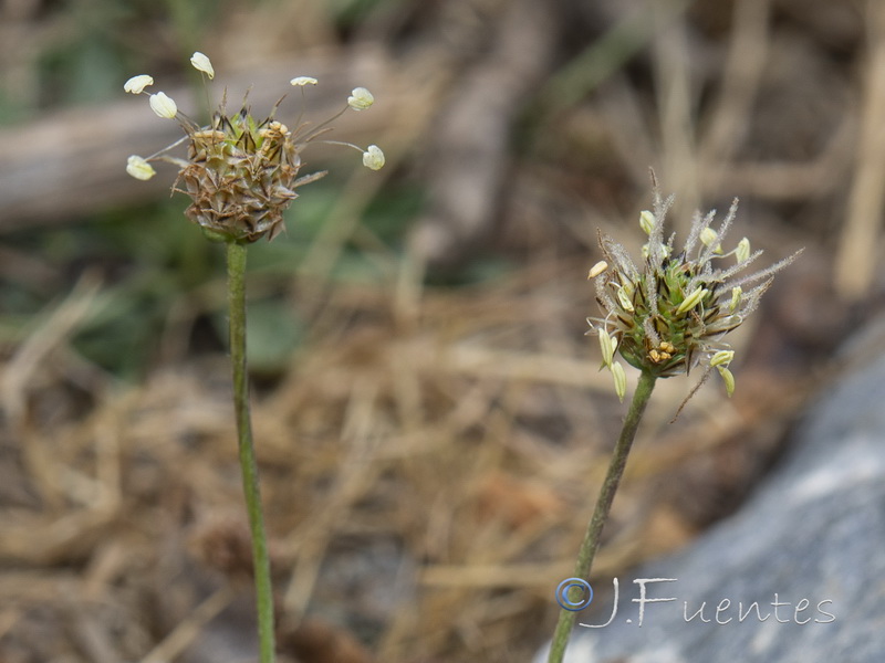 Plantago lanceolata.04