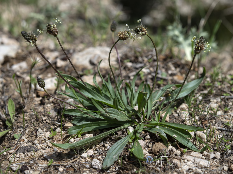 Plantago lanceolata.06