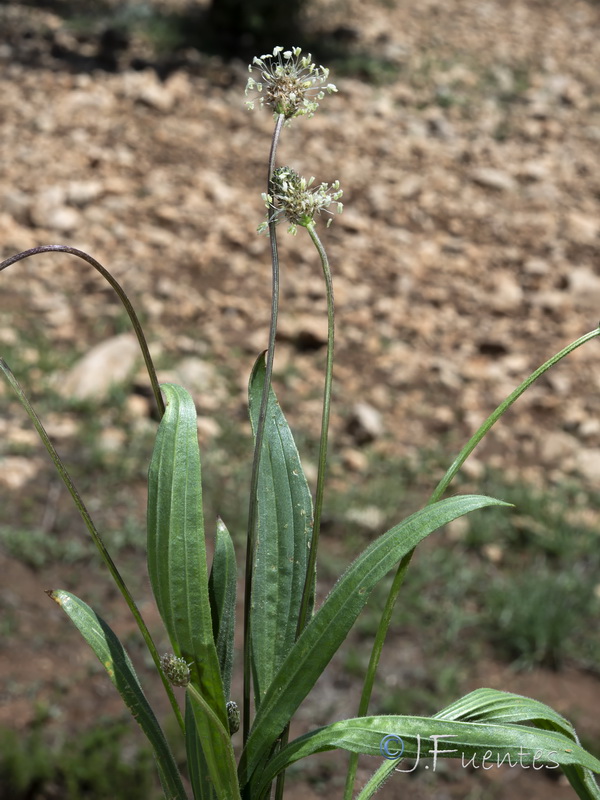 Plantago lanceolata.08
