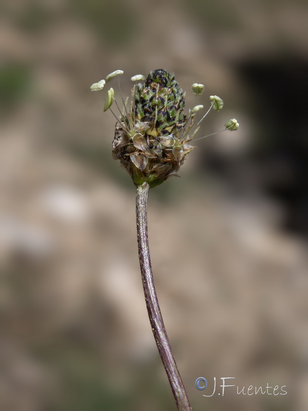 Plantago lanceolata.10