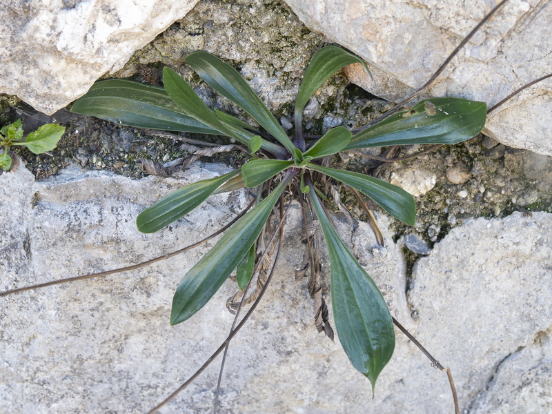 Plantago lanceolata.11