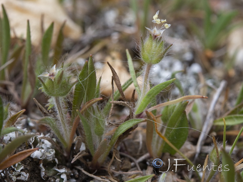 Plantago loeflingii.01