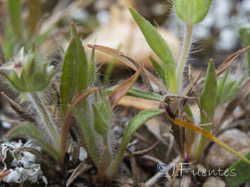 Plantago loeflingii.02