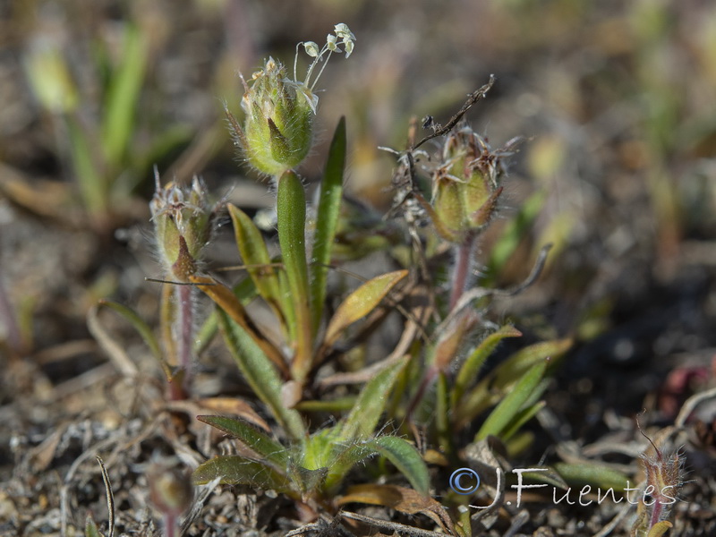 Plantago loeflingii.03