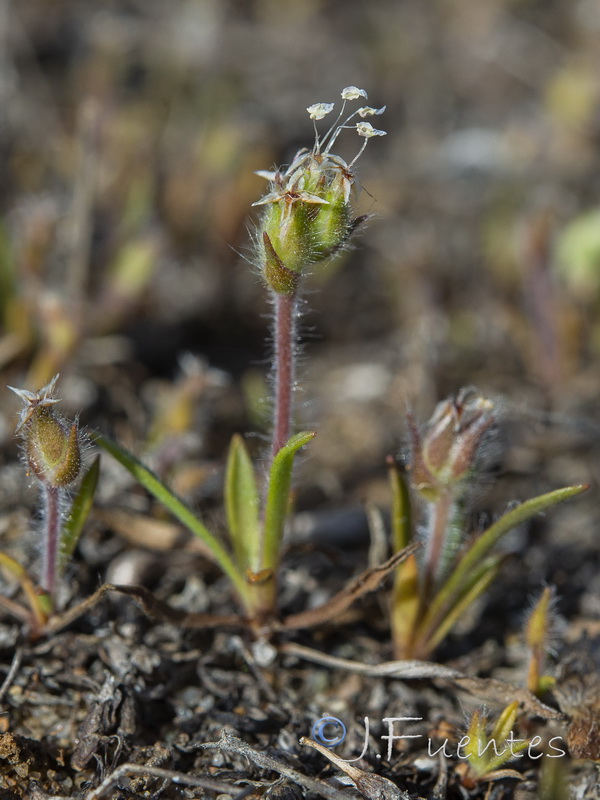 Plantago loeflingii.04