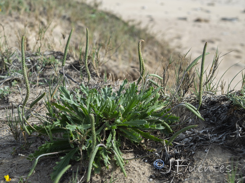 Plantago macrorrhiza.03