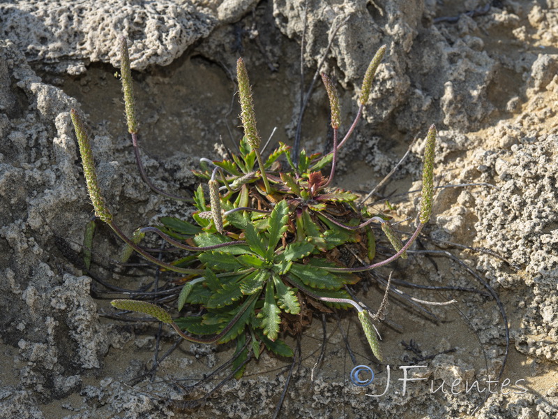 Plantago macrorrhiza.06