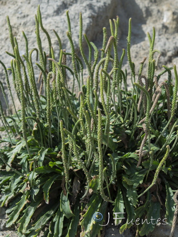 Plantago macrorrhiza.09