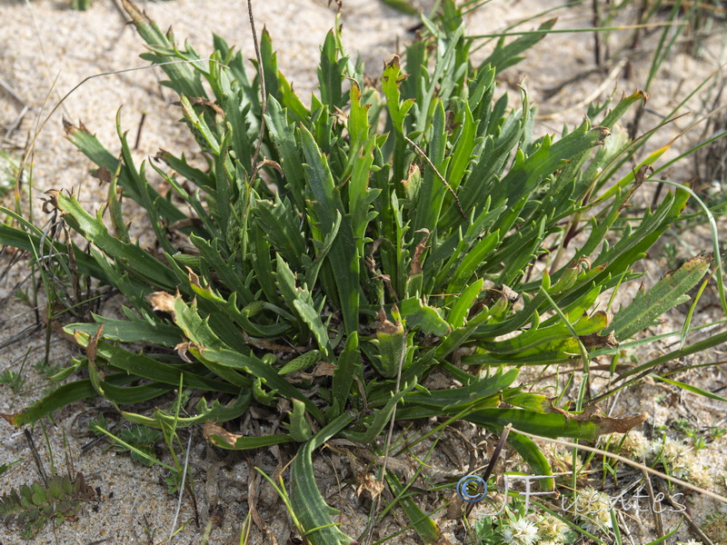 Plantago macrorrhiza.10