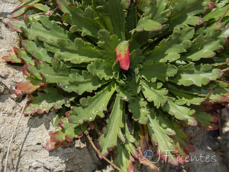 Plantago macrorrhiza.12