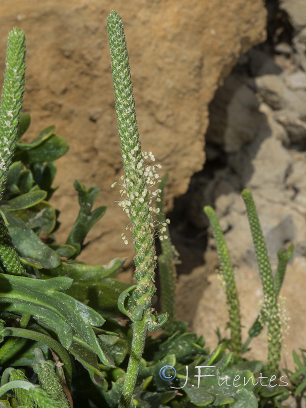 Plantago macrorrhiza.14