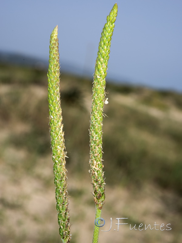 Plantago macrorrhiza.15