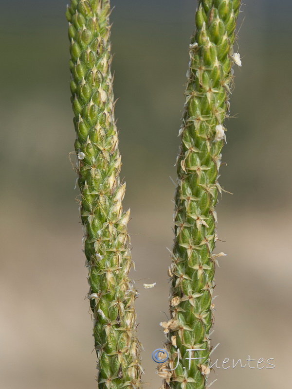 Plantago macrorrhiza.16