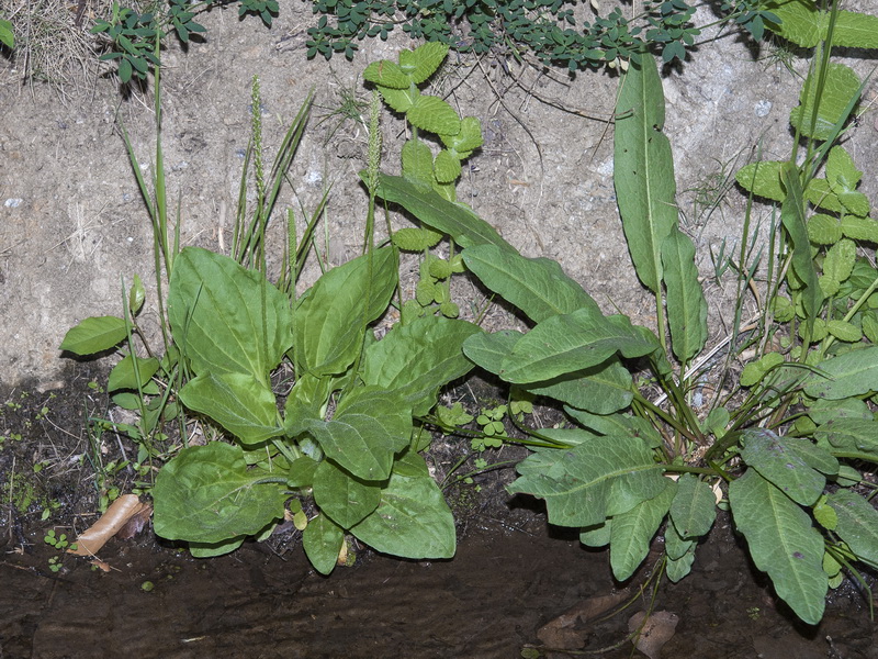 Plantago major intermedia.01