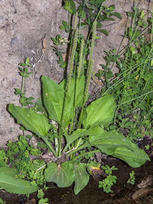 Plantago major intermedia.02