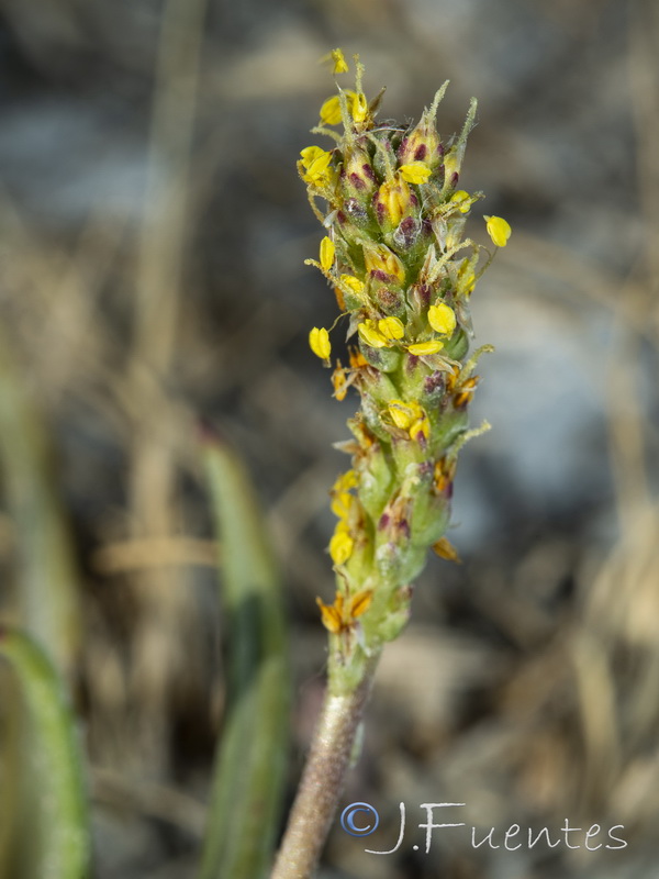 Plantago maritima serpentina.11