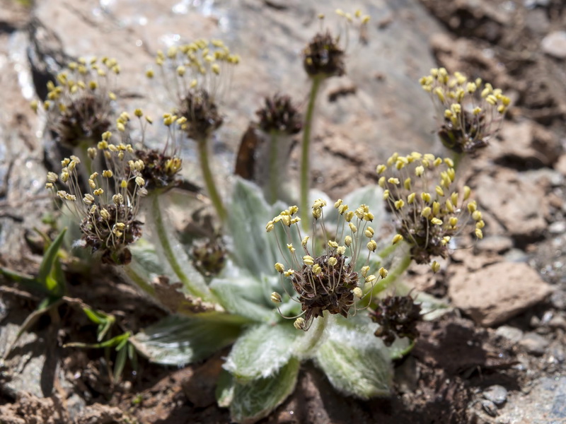 Plantago nivalis.11