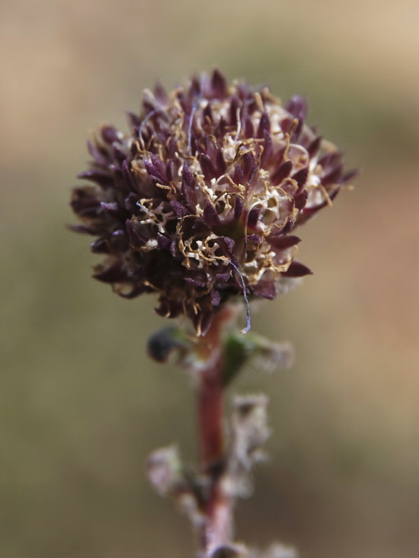 Plantago nivalis.15