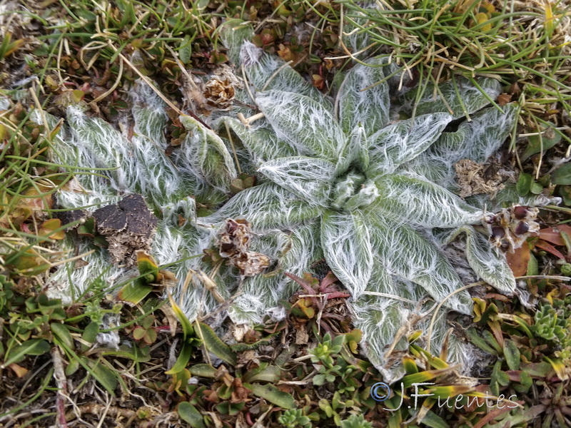 Plantago nivalis.18