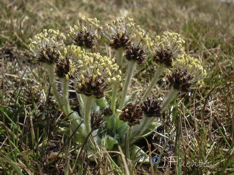 Plantago nivalis.19