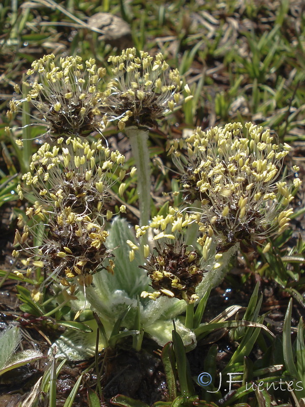 Plantago nivalis.20