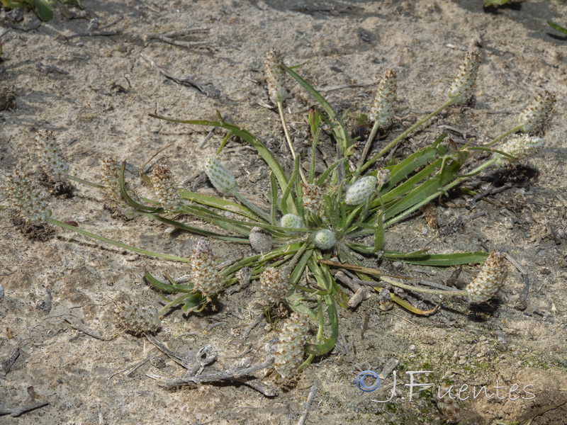 Plantago notata.02