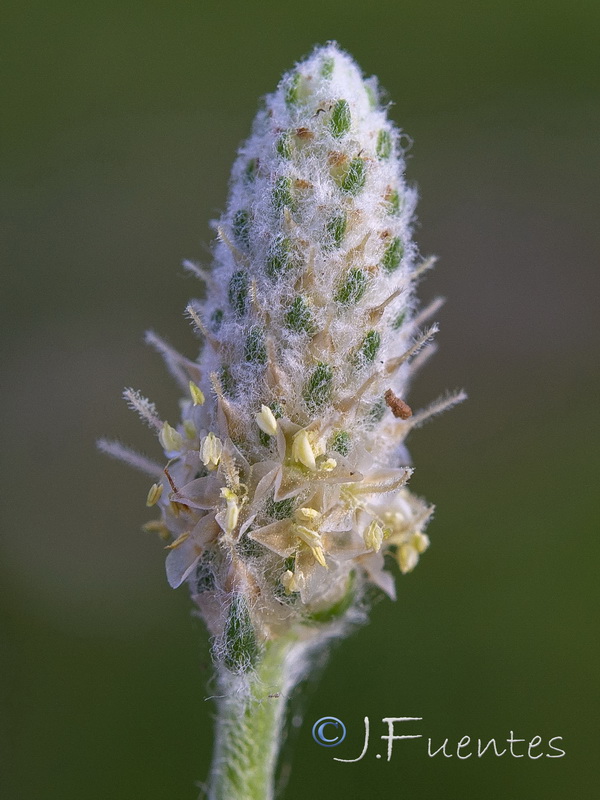 Plantago notata.17