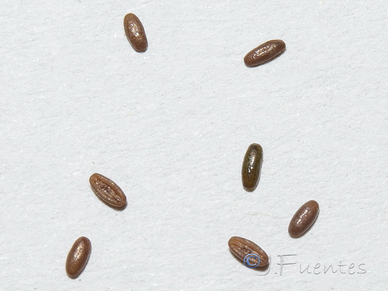 Plantago notata.19