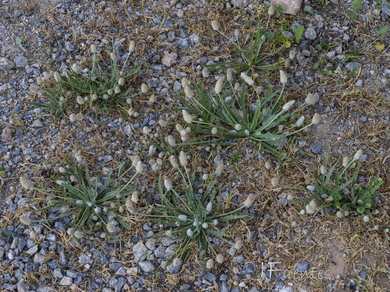 Plantago notata.30