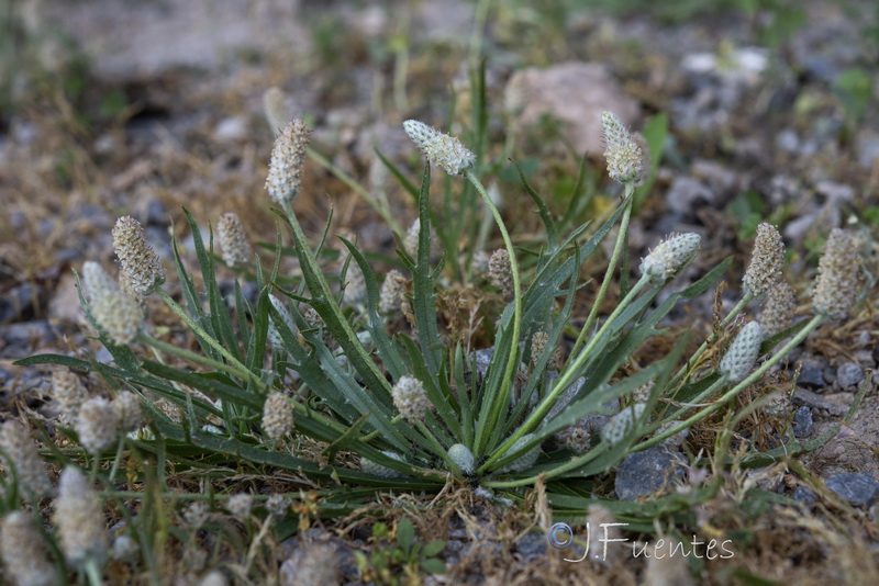 Plantago notata.31