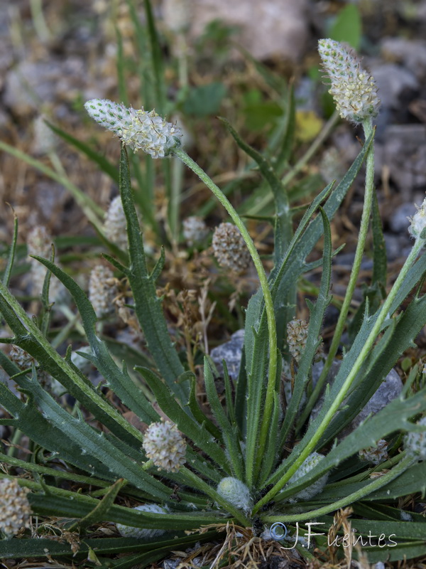 Plantago notata.32