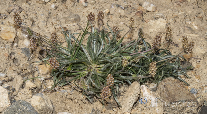 Plantago ovata.01