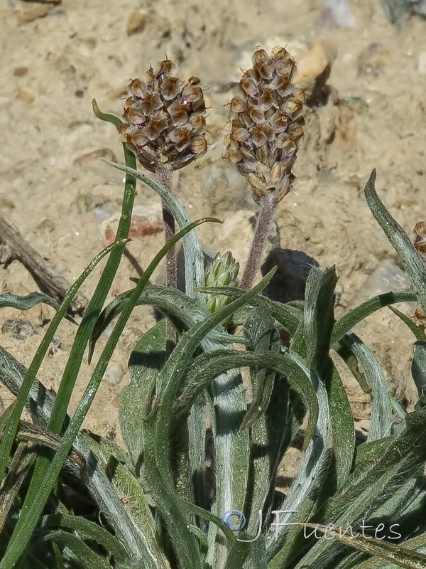 Plantago ovata.04