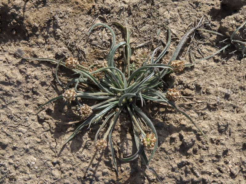 Plantago ovata.08